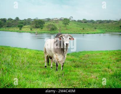 Nahaufnahme von Nellore-Rindern, die auf dem Gras vor einem Fluss stehen Stockfoto