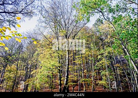 Ilsetal nahe Ilsenburg im Harz; Ilse bei Ilsenbur im Harzgebirge, Deutschland Stockfoto