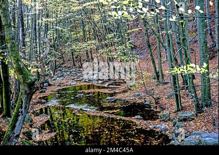 Ilsetal nahe Ilsenburg im Harz; Ilse bei Ilsenbur im Harzgebirge, Deutschland Stockfoto