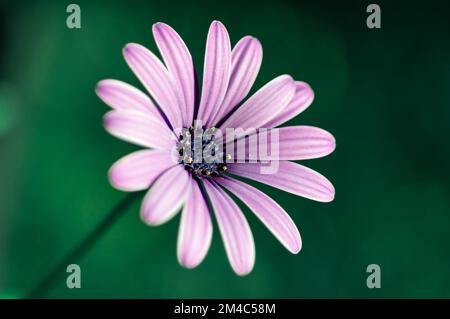 Ein flacher Fokus einer lila Ochsenaugenblüte auf grünem Hintergrund Stockfoto