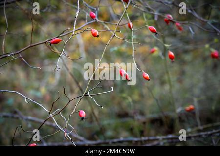 Leuchtend rote Rosenhüften im Herbst, aus nächster Nähe Stockfoto