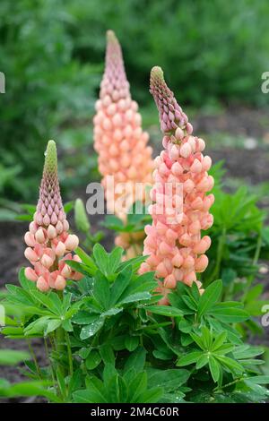 Lupin Salmon Star, Lupinus Salmon Star, mehrjährige Rasen von lila Knospen, die sich öffnen und mit zunehmendem Alter zu gelben Lachsblumen werden. Stockfoto