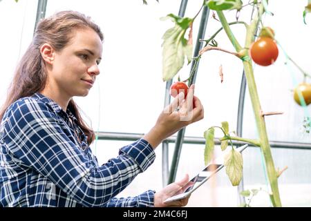 Junge Erwachsene Frau, die die Qualität von Tomaten im Gemüsehaus mit ihrem digitalen Tablet untersucht. Stockfoto