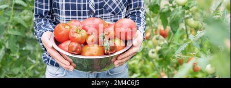 Weibliche Person, die in ihrer Hand ein großes Gericht voller roter reifer Tomaten hält. Stockfoto