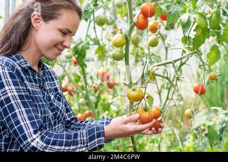 Eine Frau in einem karierten Hemd pflückt reife Tomaten aus dem Gewächshaus. Stockfoto