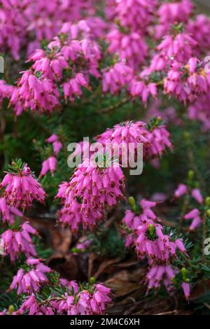 Erica Carnea „Rosalie“, Heidekraut „Rosalie“, Rasen von leuchtend rosa Blumen Stockfoto