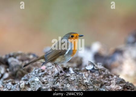 Europäisches Robin, Erithacus rubecula, Insch, Aberdeenshire, Schottland, UK Stockfoto