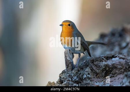 Europäisches Robin, Erithacus rubecula, Insch, Aberdeenshire, Schottland, UK Stockfoto