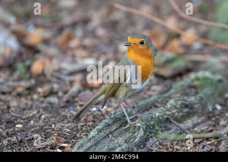 Europäisches Robin, Erithacus rubecula, Insch, Aberdeenshire, Schottland, UK Stockfoto
