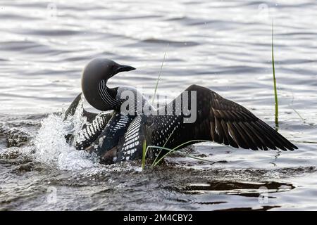 Prachttaucher Stockfoto