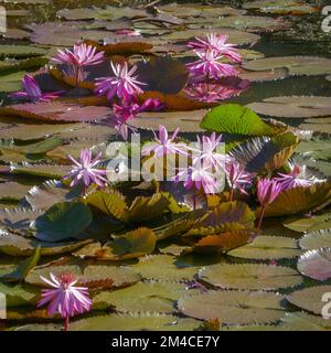 Blick auf leuchtend rosa tropische Seerosen im Teich bei Mamasa, West Sulawesi, Indonesien Stockfoto