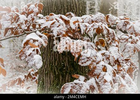 Schneebedeckte Buchenblätter in einem Winterwald Stockfoto