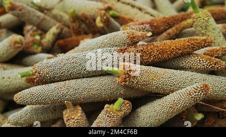 Pearl Millet (Bajra). Auf dem Feld häufen sich viele Hirse aus biologischem Anbau. Ein Haufen reifer Hirse, der auf dem Ackerland geerntet wurde. Indische Sommerernte Stockfoto