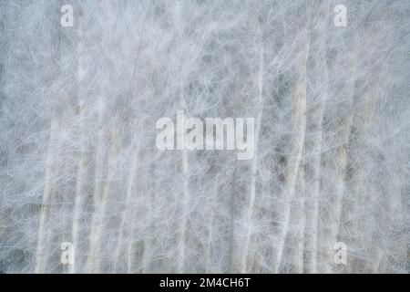 Winterfröste – Weißbirkenhain, Großraum Sudbury, Ontario, Kanada Stockfoto