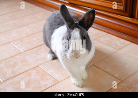 Süßes weißes und graues Hauskaninchen aus Nano, das auf dem Boden läuft, in Nahaufnahme. Süßes Haustier. Osterhase Stockfoto