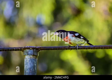 Ein flacher Fokus auf einen rosaroten Schnabelvogel hoch oben auf einer Metallstange Stockfoto