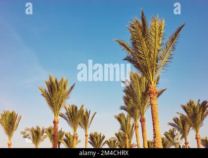 Palmen gegen den blauen Himmel, Farbtöne angewendet. Stockfoto