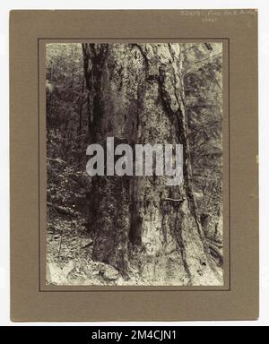 Insekten: Waldinsekten - Alle Staaten. Fotografien zu National Forests, Resource Management Practices, Personal sowie Kultur- und Wirtschaftsgeschichte Stockfoto