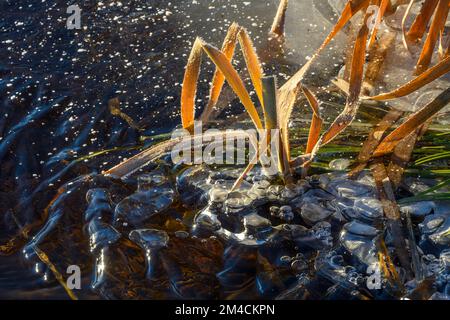 Frisches Eis, Frost in einem Biberteich bei Freeze-up, Greater Sudbury, Ontario, Kanada Stockfoto