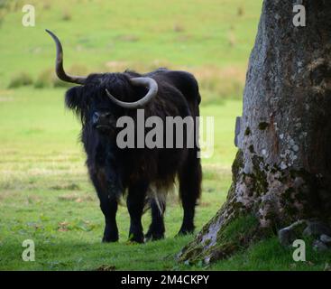 Schwarze Hochlandkuh mit Wonky Horn im Feld Schottland Bos taurus taurus Stockfoto