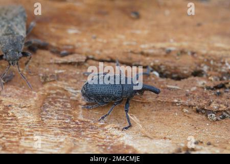 Detaillierte Nahaufnahme auf einer bläulichen Flaschenfliege, Lucilia sitzt auf einem grünen Blatt im Garten Stockfoto