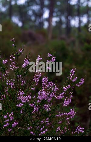 Sanfte rosa Heideblumen in einem Wald Stockfoto