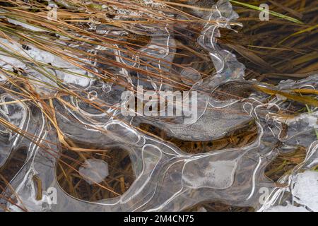 Eismuster am Rand eines Biberteichs, Greater Sudbury, Ontario, Kanada Stockfoto