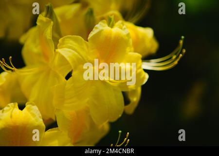 Nahaufnahme der Details gelber tropischer Blumen Stockfoto