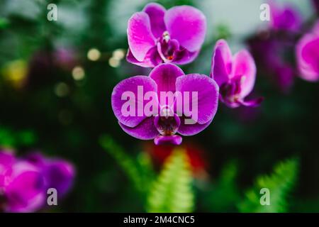 Lila Orchideen mit grünen Blättern und Bokeh im botanischen Garten Stockfoto