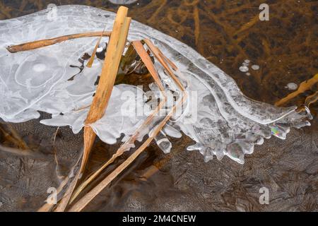Eismuster am Rand eines Biberteichs, Greater Sudbury, Ontario, Kanada Stockfoto
