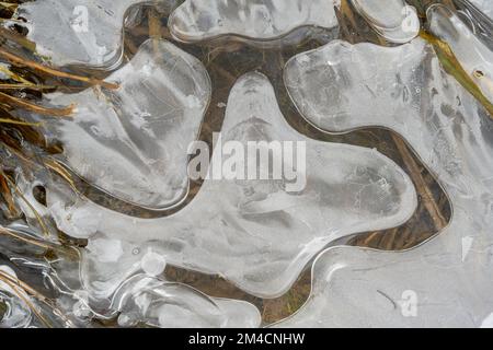 Eismuster am Rand eines Biberteichs, Greater Sudbury, Ontario, Kanada Stockfoto
