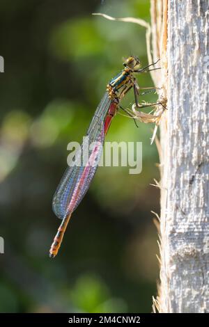 Erste Adonislibelle, Pyrrhosoma nymphula, frisch geschlüpftes Männchen, große rote Damselfliege, Männlich, La Petite Nymphe, Corps de feu Stockfoto