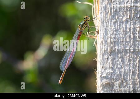 Erste Adonislibelle, Pyrrhosoma nymphula, frisch geschlüpftes Männchen, große rote Damselfliege, Männlich, La Petite Nymphe, Corps de feu Stockfoto