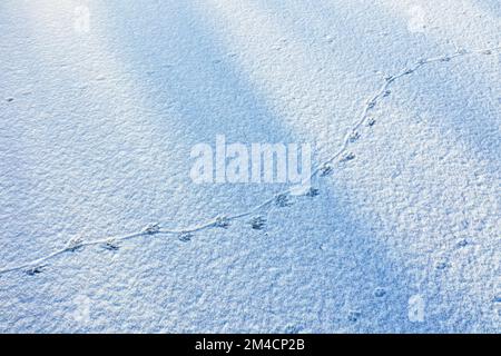 Nutria, Spuren im Schnee auf der Eisfläche eines zugefrorenen Teichs, Trittsiegel, Fährte, mit Abdruck des drehrunden Schwanzes auf dem Untergrund, SC Stockfoto