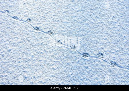 Nutria, Spuren im Schnee auf der Eisfläche eines zugefrorenen Teichs, Trittsiegel, Fährte, mit Abdruck des drehrunden Schwanzes auf dem Untergrund, SC Stockfoto