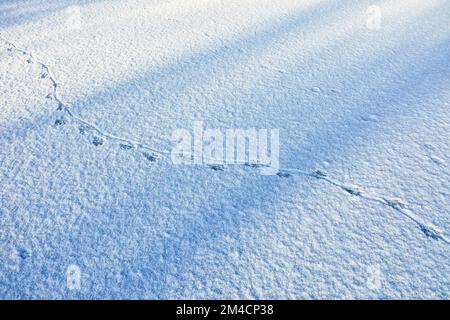 Nutria, Spuren im Schnee auf der Eisfläche eines zugefrorenen Teichs, Trittsiegel, Fährte, mit Abdruck des drehrunden Schwanzes auf dem Untergrund, SC Stockfoto