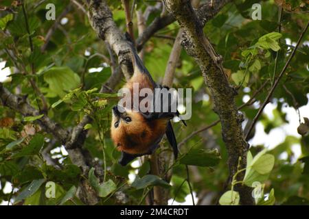 Ein großer fliegender Fuchs, der auf einem Baum sitzt Stockfoto