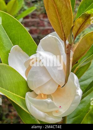 Blumen schließen Stockfoto