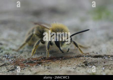 Detaillierte frontale Nahaufnahme einer haarigen männlichen Catsear Bergbaubiene, Andrena humilis, mit weißem Klypeus Stockfoto