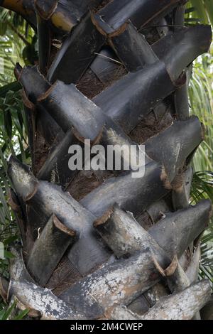 Borassus-Flabellifer-Trunk aus der Nähe. Stockfoto