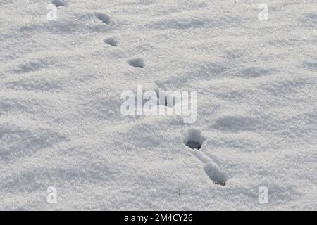 Fußspuren (Tierspuren) im frischen Schnee Stockfoto