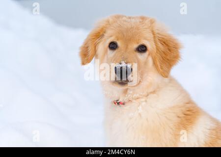 Ein Porträt eines süßen Golden Retriever Hundes, der im Schnee sitzt. Hovawart im Winter Stockfoto