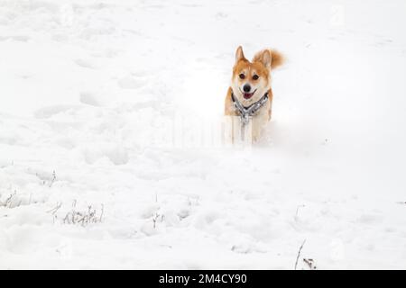 Porträt eines süßen walisischen Corgi von pembroke, der im Schnee im Freien rennt. Reisen mit einem Hund Stockfoto