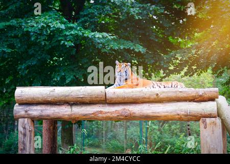 bengaltiger, der sich auf Bäumen niederlässt Stockfoto