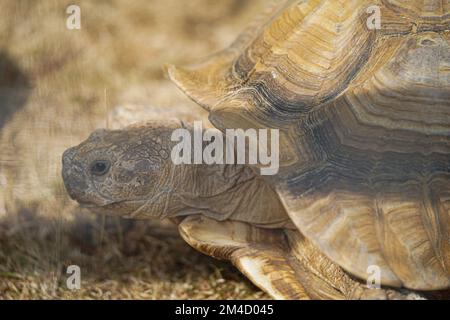 Eine Riesenschildkröte, dipsochelys gigantea in Reading, Großbritannien, Nahaufnahme. Stockfoto