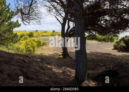 Caleta la Barra – der Punkt, an dem der Fluss Tolten in den pazifischen Ozean fließt, in Araucania, Chile Stockfoto