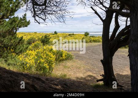 Caleta la Barra – der Punkt, an dem der Fluss Tolten in den pazifischen Ozean fließt, in Araucania, Chile Stockfoto