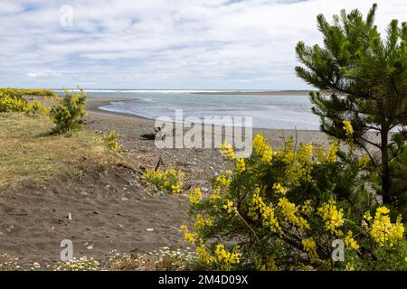 Caleta la Barra – der Punkt, an dem der Fluss Tolten in den pazifischen Ozean fließt, in Araucania, Chile Stockfoto