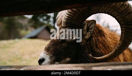 Nahaufnahme eines großen Horngebirges im ländlichen Bauernhof Paddock. Konzeptfoto Wildtiere und Agrarindustrie. Stockfoto