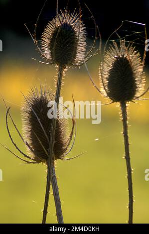 Detaildarstellung der wilden Distel oder Distel von Wollarbeitern, die in der Vergangenheit zur Kartenwolle verwendet wurden. (Dipsacus fullonum) Stockfoto